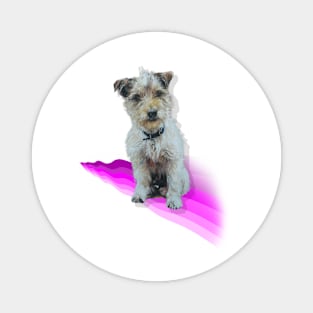 Scruffy Jack Russell Terrier on a rainbow wave! Magnet